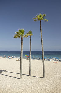 Palm tree on beach against sky