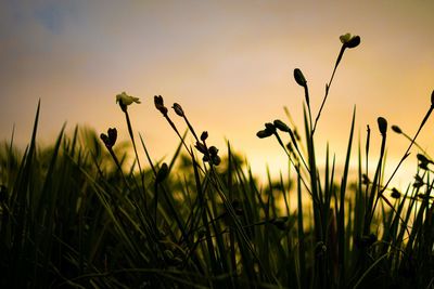 Close-up of silhouette plants on field against sky during sunset