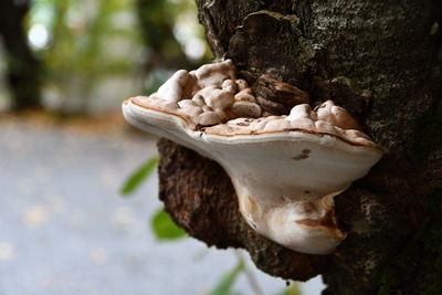 Close-up of mushrooms growing on tree trunk