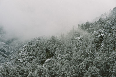 Snow covered land and trees against sky