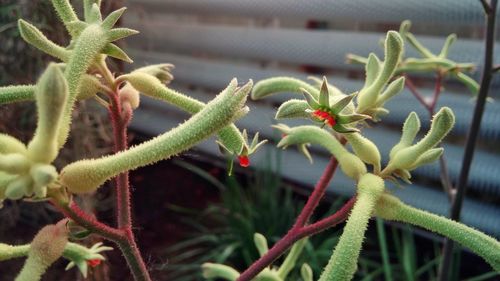 Close-up of plants