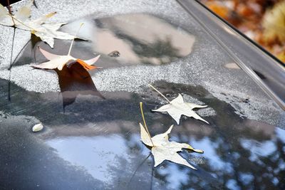 High angle view of maple leaves on wet road