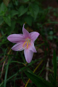 Close-up of pink flower