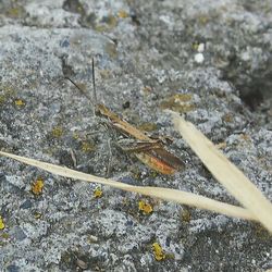 Close-up of plant