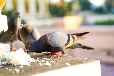 Close-up of ducks eating food