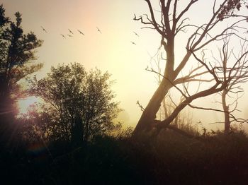 Silhouette bird flying over tree during sunset