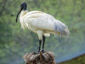 Close-up of bird perching on water