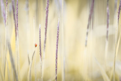 Close-up of wheat crops on field