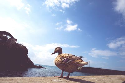 Bird perching on a sea against sky