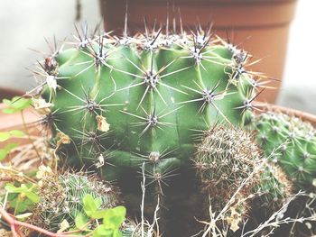 Close-up of succulent plant