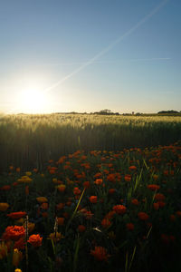 Scenic view of field against sky at sunset