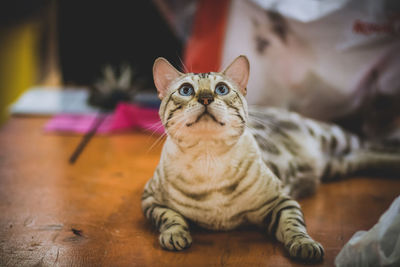 Portrait of cat looking up at home