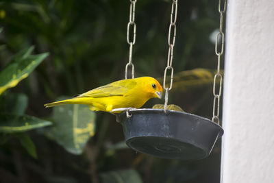 Close-up of bird perching on leaf