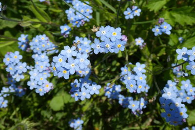 Close-up of white flowering plant in park