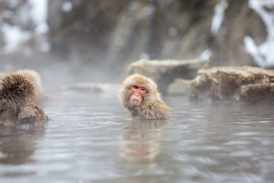 Monkeys in a water
