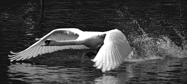 Birds flying over lake