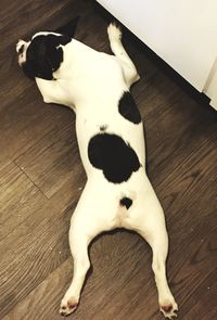 High angle view of dog lying on hardwood floor