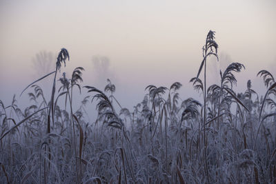 Close-up of crops against clear sky