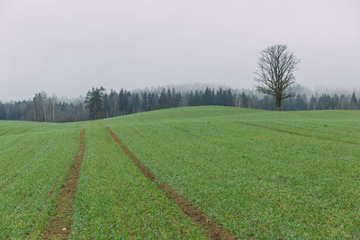 Scenic view of agricultural field against sky