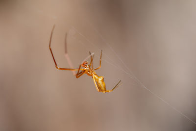 A spider making a web against a brown background.