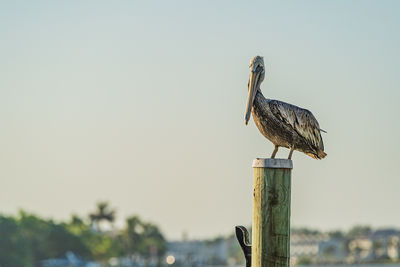 Bird perching on wooden post against sky