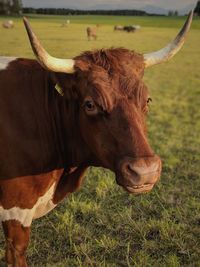 Cow in a field