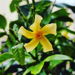 Close-up of yellow day lily blooming outdoors