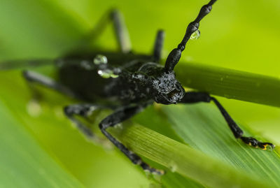 Close-up of insect on leaf