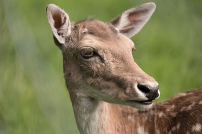 Close-up of deer