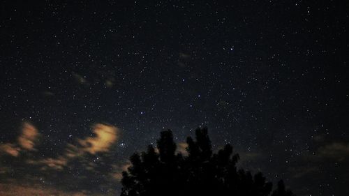 Low angle view of trees against sky at night