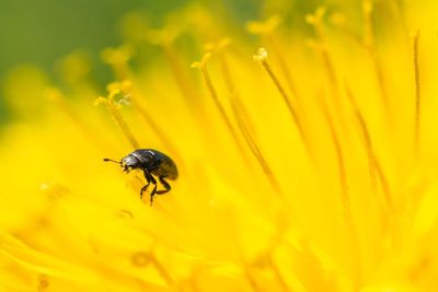 Close-up of bug pollinating yellow flower