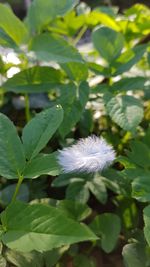 Close-up of white feather on plant