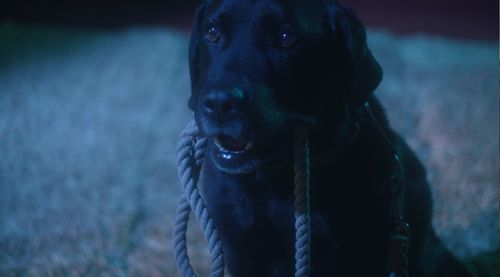 Close-up of dog looking away