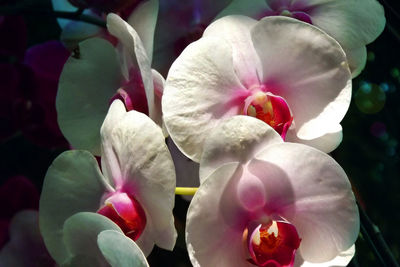 Close-up of pink orchids in park