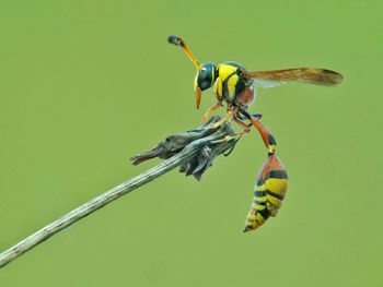 Close-up of yellow potter wasp on a plant