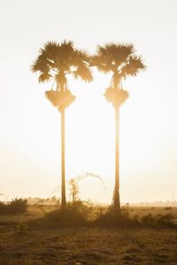 Low angle view of silhouette palm trees on field against sky