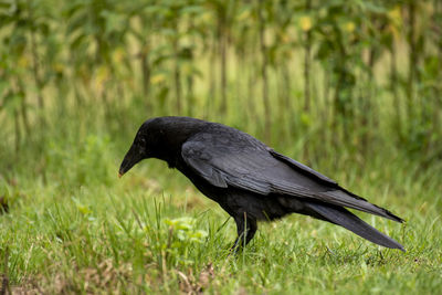 Black bird on a field