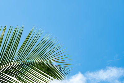 Low angle view of palm tree against clear blue sky