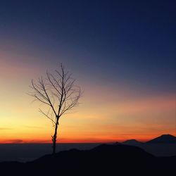 Silhouette of trees at sunset