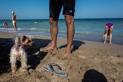 Dog on beach