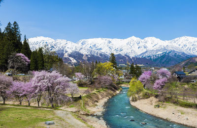Scenic view of flowering plants and mountains against clear blue sky