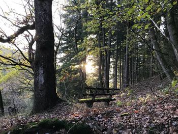 Trees in forest