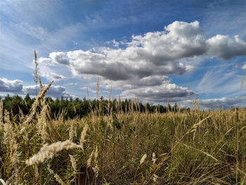 Plants growing on land against sky