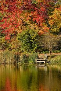 Trees by lake during autumn