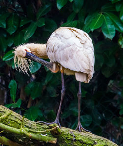 Close-up of a bird