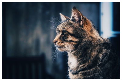 Close-up of a cat looking away