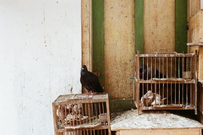 Pigeons in cage