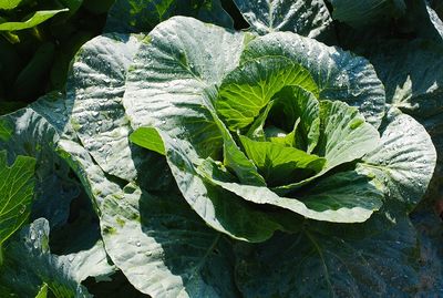 High angle view of leaves on plant