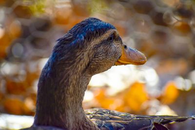 Close-up of duck