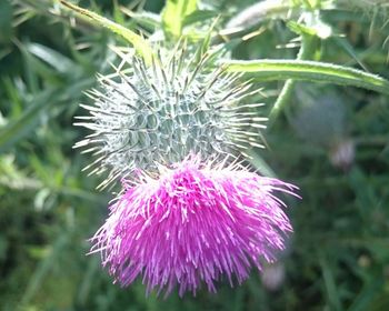 Close-up of pink flowers